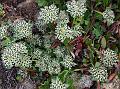 Starry Milk Parsley